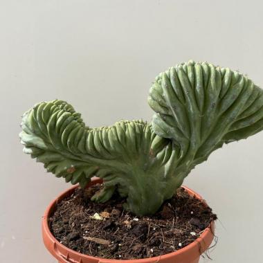 Myrtillocactus geometrizans cristata